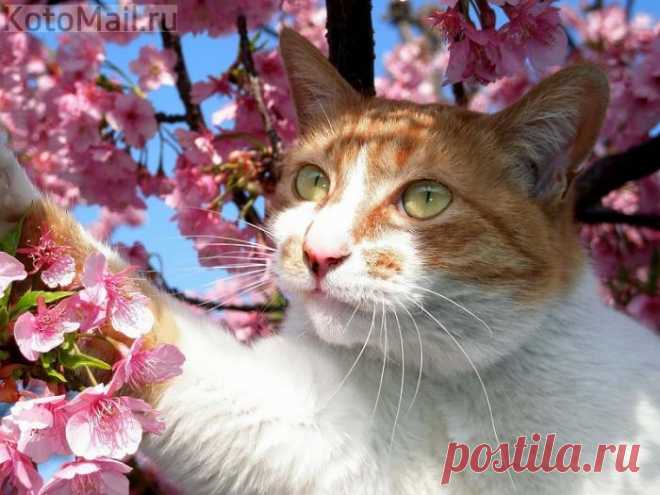 Самый весенний кот