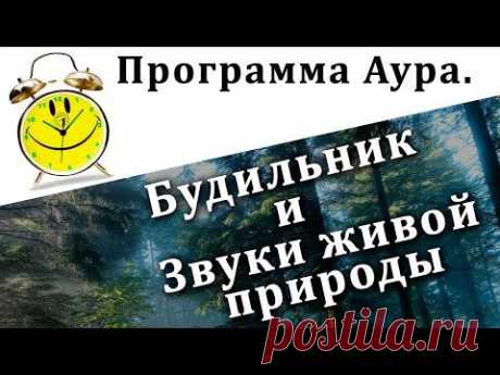 Аура это звуки живого леса + будильник на компьютер. Бесплатная программа. Chironova.ru - YouTube