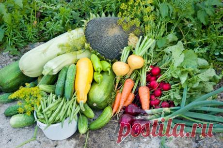 Вот как эффективно сформировать грядки и цветочные клумбы, чтобы урожай был максимальным 
Опытные огородники планируют, где они проложат новые грядки, еще до начала посевного сезона. И это правильно, ведь рациональное использование земли на приусадебном участке повышает урожайность садовы…