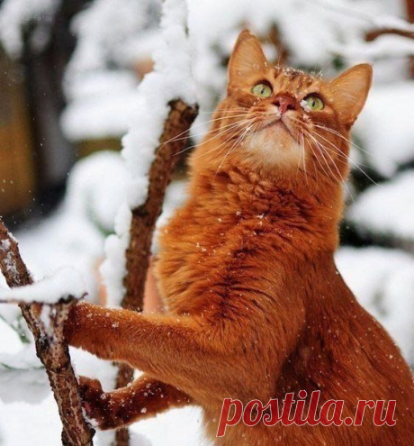женские