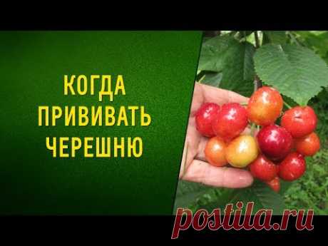 Когда прививать черешню