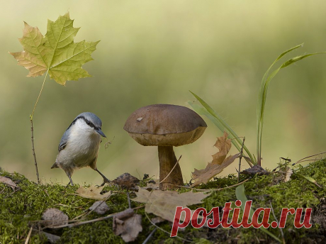 Киселёв Андрей :: Осенние хлопоты. :: Животные :: Галерея :: Клуб Foto.ru