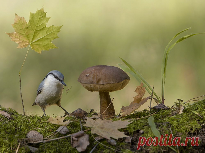 Киселёв Андрей :: Осенние хлопоты. :: Животные :: Галерея :: Клуб Foto.ru