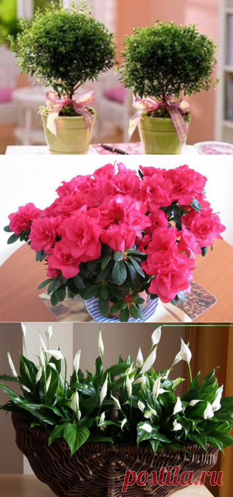 11 Комнатных растений, которые должны быть в каждом доме. - У нас так