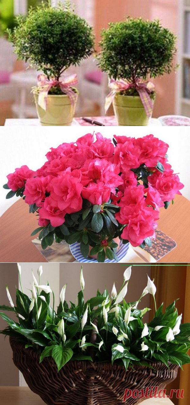 11 Комнатных растений, которые должны быть в каждом доме. - У нас так