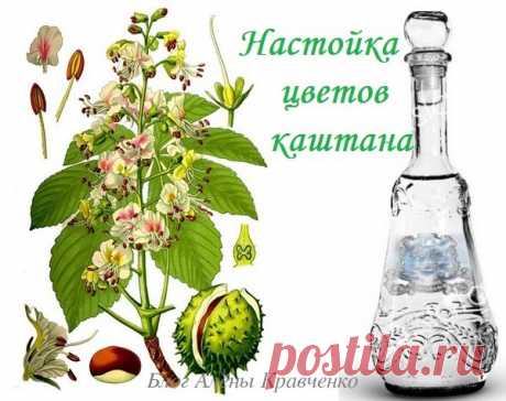 Каштан конский - лечебные свойства и применение. Настойка цветов каштана на водке – применение, как приготовить
