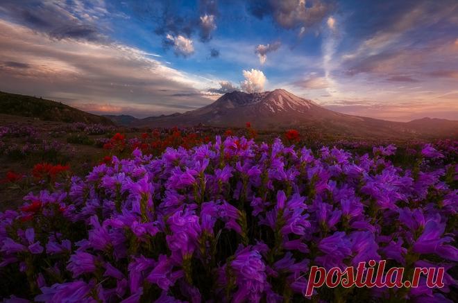 sh1-L.jpg (800×530)