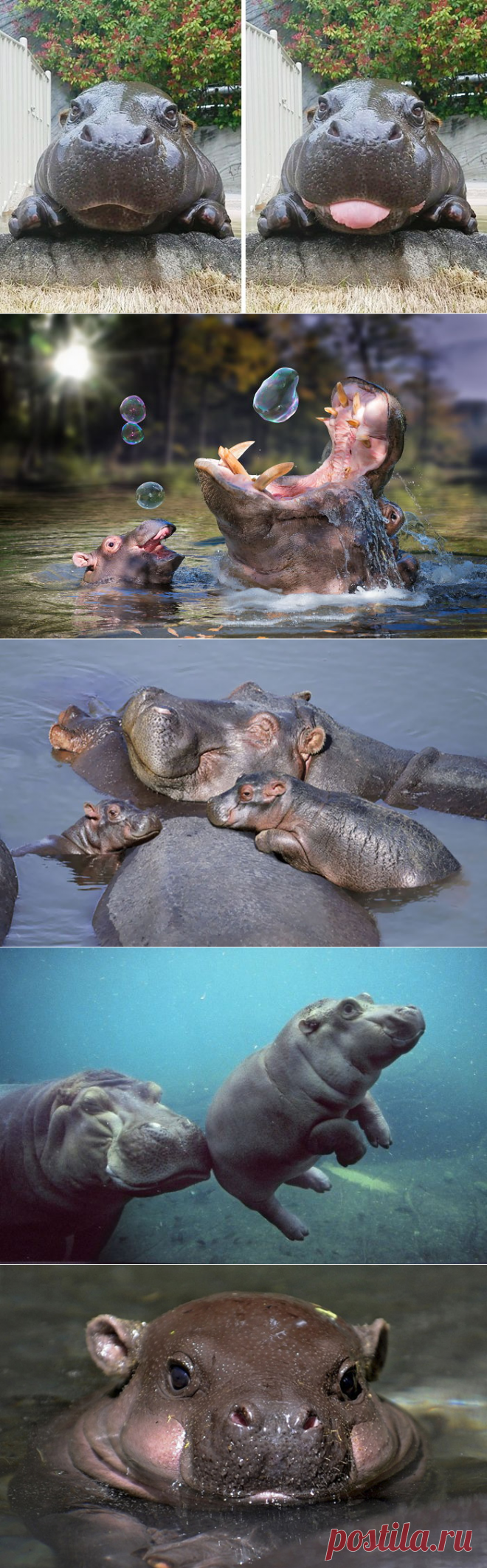Есть подозрение, что в интернете скопилось больше фотографий котиков, чем самих котиков во всем мире. Согласитесь, имеет место некоторое пресыщение. Пора продвигать новый тренд. БигПикча предлагает бегемотов. Конечно, эти милашки не всегда оказываются под рукой, да и фотографироваться они не очень любят, но тем и ценнее каждый кадр.