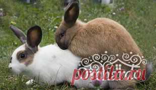 Спаривание (случка) и размножение кроликов