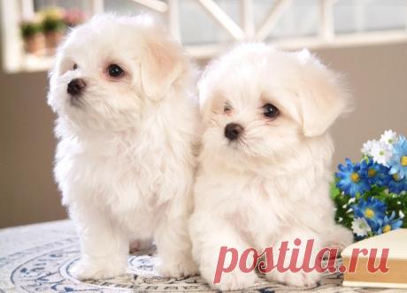 Болоньез собака (итальянская болонка): описание, характер, содержание, фото