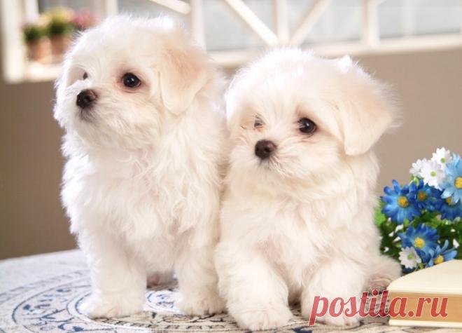 Болоньез собака (итальянская болонка): описание, характер, содержание, фото