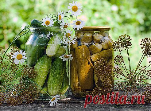 Соленые, консервированные огурцы. Рецепты на Supersadovnik.ru