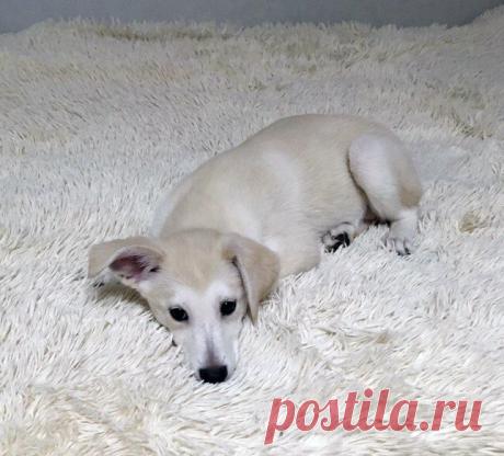 Любовь с первого взгляда 
Доброго времени суток. Решила поделиться с вами маленькой историей. 
Всю жизнь хотела собаку, и не абы какую, а обязательно английского бульдога, кобеля и непременно с родословной. И вот мне 19, живу…