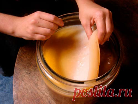 КАК ВЫРАСТИТЬ ЧАЙНЫЙ ГРИБ ИЗ ЧЕРНОГО ЧАЯ ИЛИ ШИПОВНИКА | TutVse.Info