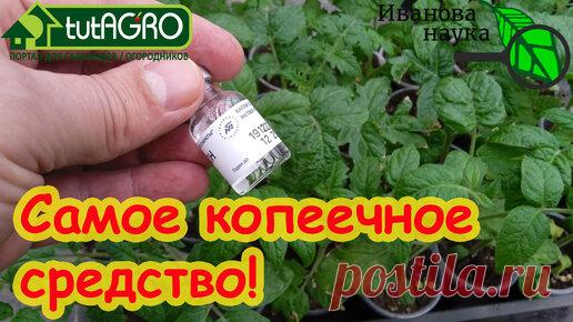 САМОЕ КОПЕЕЧНОЕ СРЕДСТВО для рассады. Рассада моментально крепкая, приживаемость 100 %. | Иван Русских | Дзен