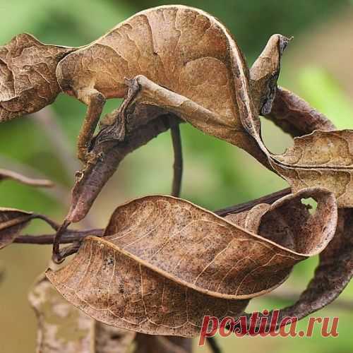 Мастера маскировки (23 фото)