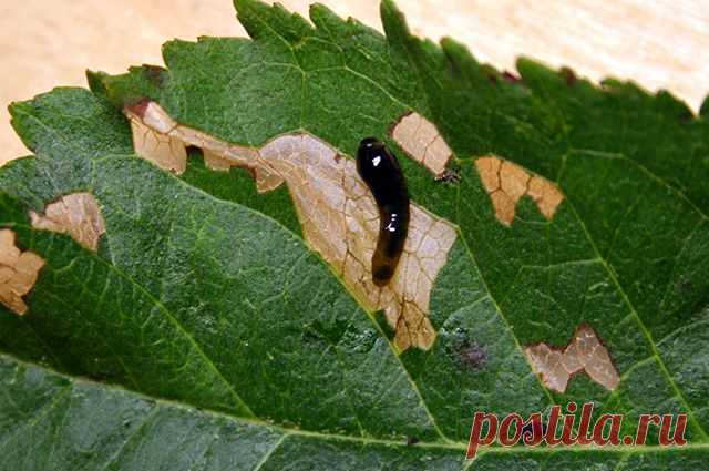 Опасные вредители плодовых растений — 6 соток