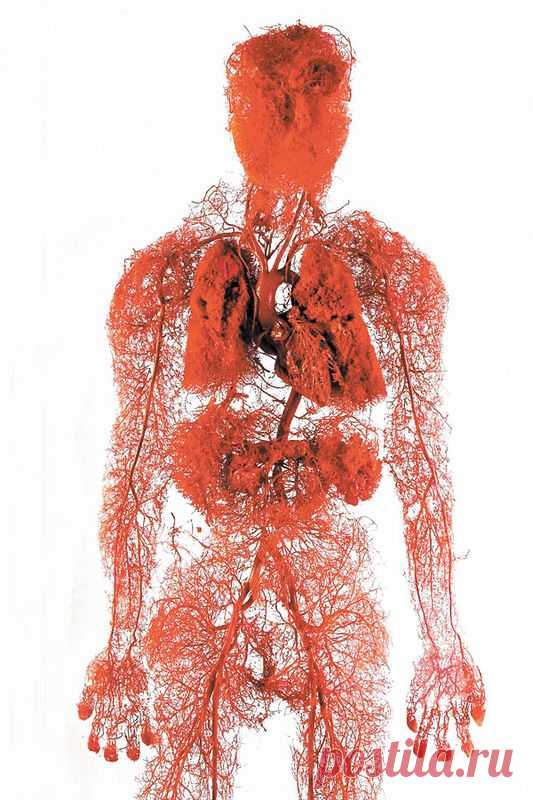 Как бесхозные трупы превращают в ценные анатомические модели (2 фото) | Чёрт побери
