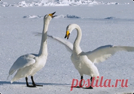 Мой Мир@Mail.Ru