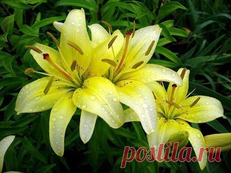 КАК ВЫРАСТИТЬ ЛИЛИИ ИЗ ЧЕШУЕК