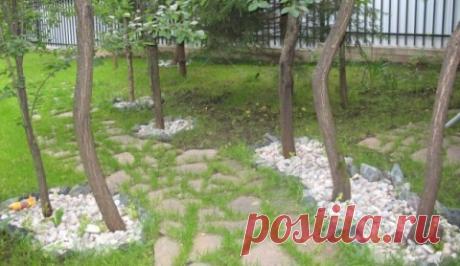 Обработка приствольных кругов Почему порой получается так, что, вкладывая много труда, урожай получаешь небольшой? Возможно всему виной плохая почва? Однако народная пословица гласит: «Нет плохих почв, есть плохие хозяева». Иначе говоря, при правильном […]