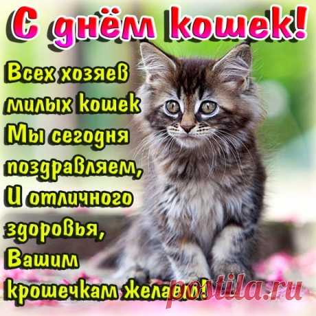 Всех тех, кто кошек обожает,
Кто держит, любит ласковых котов,
С Днем кошек я от сердца поздравляю,
Не подберу для пожеланий сразу слов...