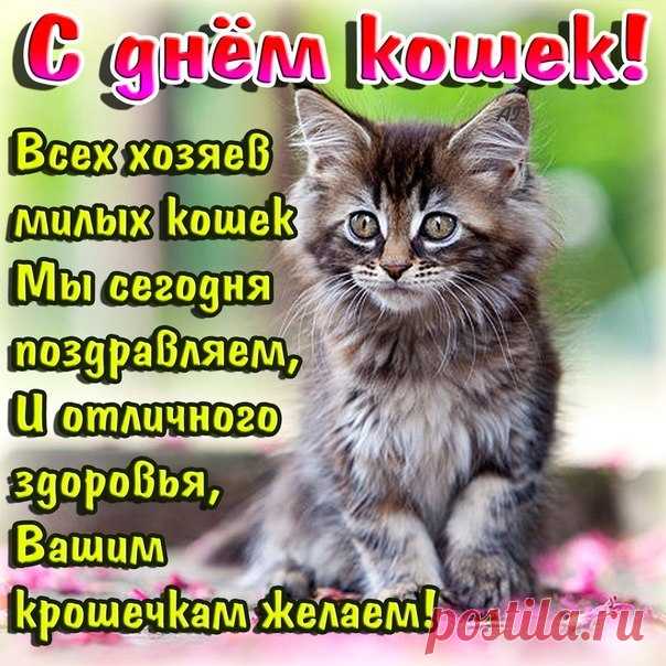 Всех тех, кто кошек обожает,
Кто держит, любит ласковых котов,
С Днем кошек я от сердца поздравляю,
Не подберу для пожеланий сразу слов...