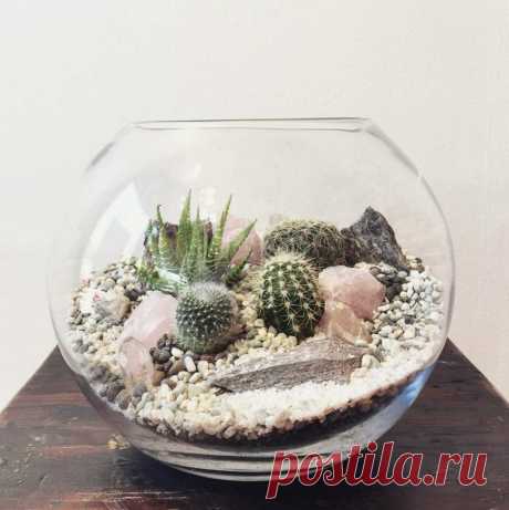 Crystal Desert World Terrarium – Small | Bioattic - Specialty Plants