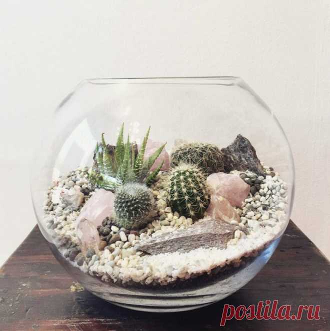 Crystal Desert World Terrarium – Small | Bioattic - Specialty Plants