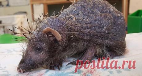 СЛУЧАЙНЫЙ ПРОХОЖИЙ СПАС ЛЫСОГО ЁЖИКА, КОТОРЫЙ ОТ СТРЕССА ПОТЕРЯЛ ВСЕ ИГОЛКИ Англичанин, гуляющий в лесу графства Шропшир, случайно увидел странного зверька: маленький, с длинной мордочкой, острыми когтями и совсем без шерсти.

Мужчина подумал, что неведомому животному нужна помощь, и решил показать его ветеринарам. Доктора узнали в найдёныше ёжика, который по какой-то при