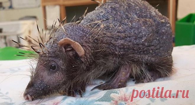 СЛУЧАЙНЫЙ ПРОХОЖИЙ СПАС ЛЫСОГО ЁЖИКА, КОТОРЫЙ ОТ СТРЕССА ПОТЕРЯЛ ВСЕ ИГОЛКИ Англичанин, гуляющий в лесу графства Шропшир, случайно увидел странного зверька: маленький, с длинной мордочкой, острыми когтями и совсем без шерсти.

Мужчина подумал, что неведомому животному нужна помощь, и решил показать его ветеринарам. Доктора узнали в найдёныше ёжика, который по какой-то при