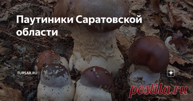 Паутиники Саратовской области Паутинник (лат. Cortinarius) приболотники, так как предпочитают  расти в очень влажных местах, часто рядом с болотами. Большая часть их  представителей несъедобна, а некоторые вообще смертельно ядовиты, но  некоторые виды съедобных паутиников , знатоки даже приравнивают по пищевой ценности к белым грибам. Среди видов паутинников много вкусных съедобных грибов  с приятным вкусом и удивительным