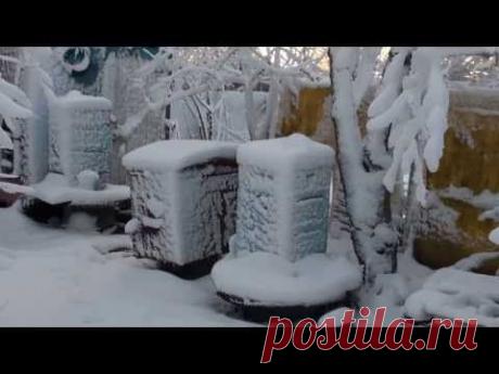 Пасека зимой в ульях из &quot;Пенки&quot;