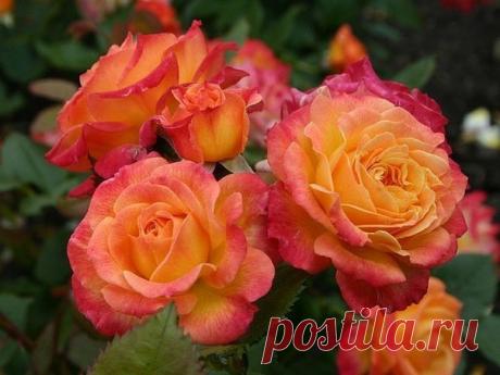 РОЗЫ: ЗАЩИТА ОТ ВРЕДИТЕЛЕЙ И БОЛЕЗНЕЙ | 6 соток