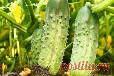 Топ- 7 советов для посадки огурцов 🥒🥒🥒

Шпаргалка-выручалка для неопытных огородников.
🥒За неделю до посева пролить грунт раствором: 1 ст.л. медного купороса + ведро горячей воды, закрыть грядку укрывным материалом.

🥒Посадки огурцов проливать или утром, или вечером тёплой отстоянной водой.

🥒Огурчики обожают такую подкормку: 100гр. дрожжей + 1 ведро. Настоять в течении часа на солнце и пролить. 1 стакана хватит на один куст. Или можно поставить в теплицу в ведре: зо...