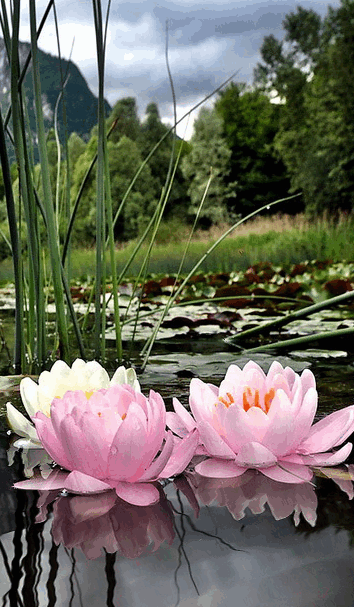 Живые фотографии – Google+