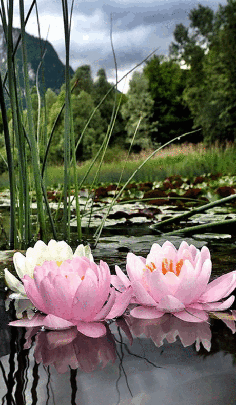 Живые фотографии – Google+