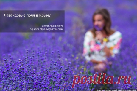 Лавандовые поля в Крыму, записывайте где их найти | Остров Крым и путешествия по миру
