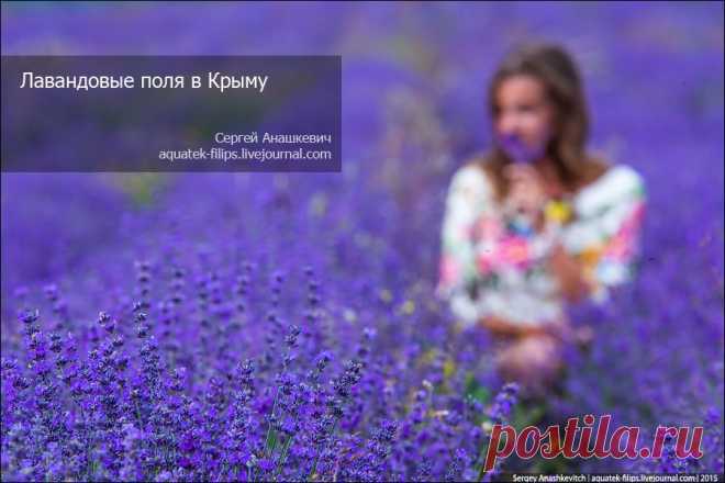 Лавандовые поля в Крыму, записывайте где их найти | Остров Крым и путешествия по миру