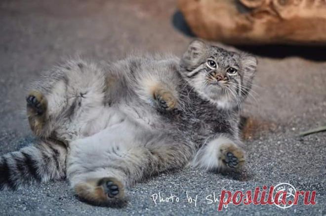 Mega-Chonker Of A Cat Looks Adorably Angry (16 Pics) - I Can Has Cheezburger?