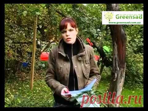 Укрытие роз на зиму. Видео