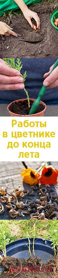Работы в цветнике, которые нужно успеть сделать до конца лета
