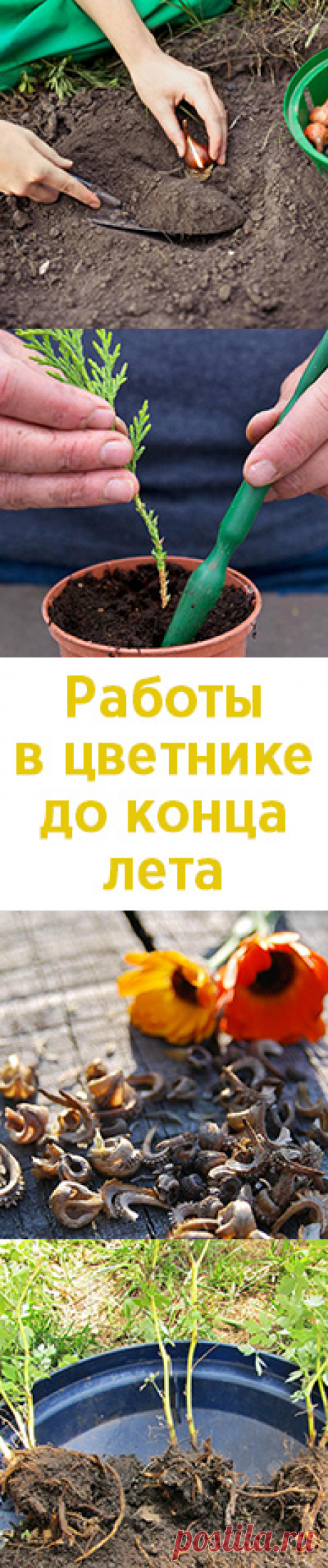 Работы в цветнике, которые нужно успеть сделать до конца лета