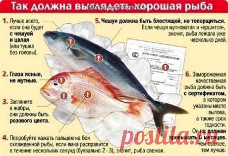 Так должна выглядеть рыба