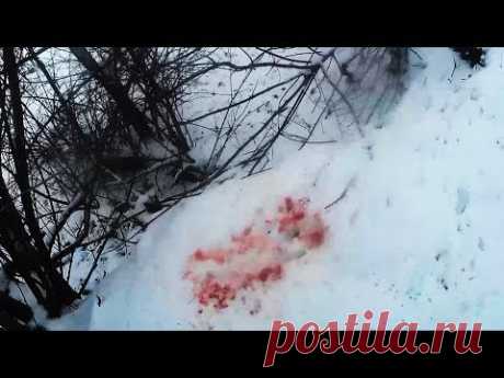 Тропление хитрого подранка - Финал - Охота на зайца / Hare hunting