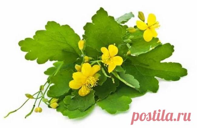 Чистотел – король лекарственных растений