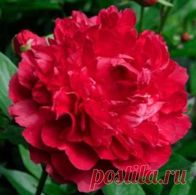 Сорта пионов: полный список, названия на A и B Название сорта (в алфавитном порядке латинского написания), картинка, описание и название сорта на русском языке, срок цветения. В данной статье собраны сорта пионов, названия которых начинаются на латинские буквы A и B.