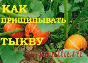 Как прищипывать тыкву. Необходимое мероприятие! — 6 соток