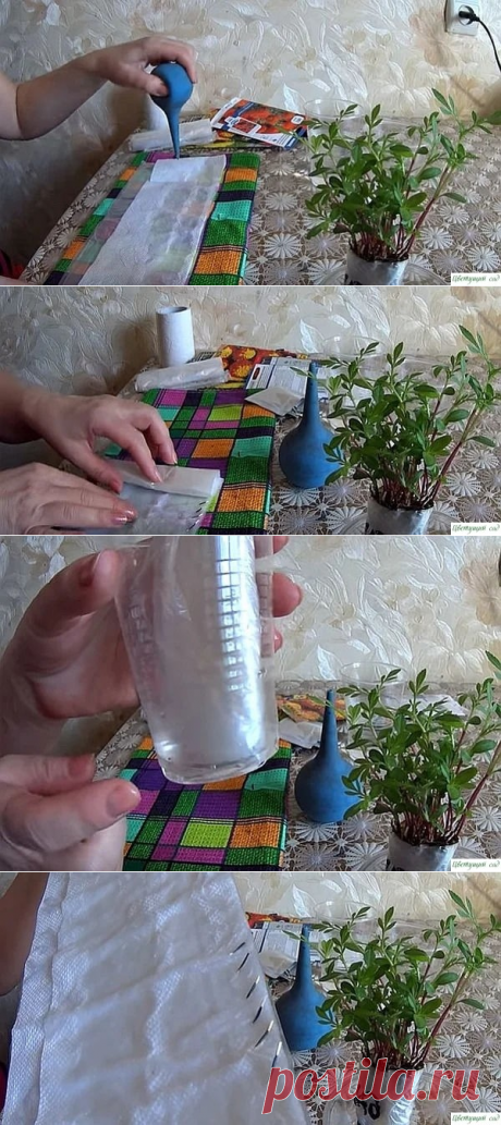Сажаем бархатцы на рассаду без земли