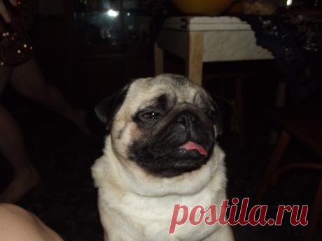 мопсик-мося